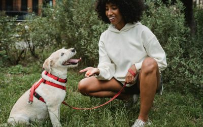When should a puppy start training classes?