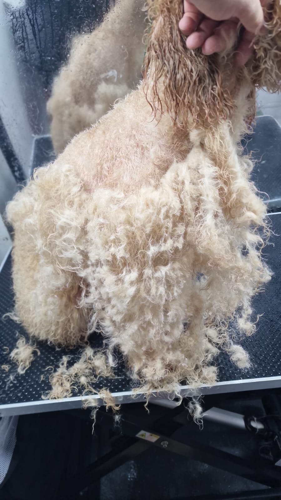 very matted dog being groomed