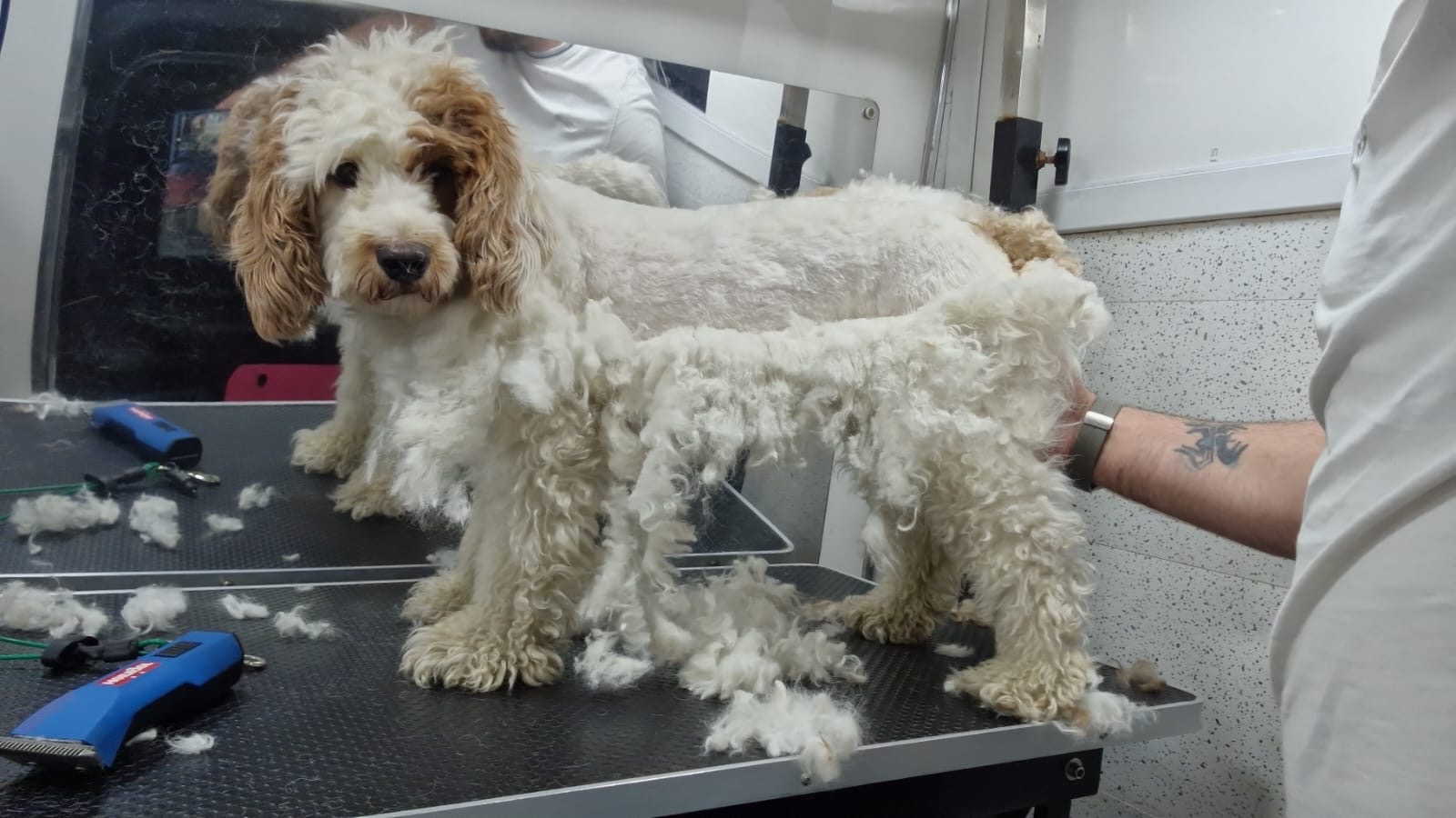 very matted dog being groomed