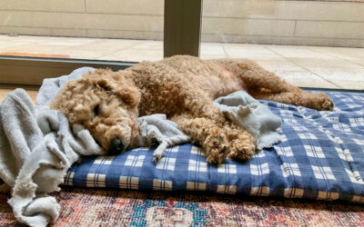 Home Dog Boarding Is a Kinder, Alternative to Kennels