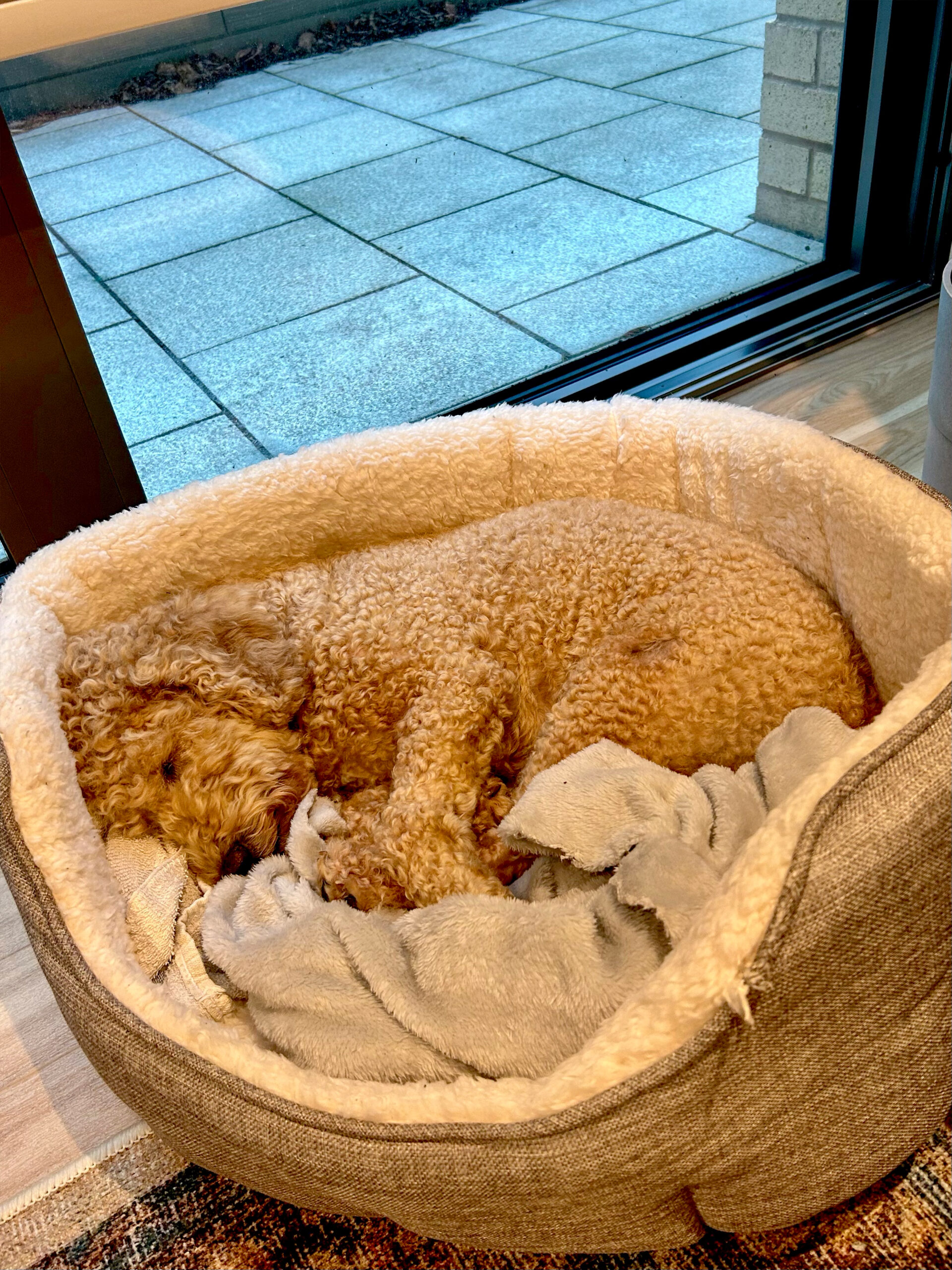 IMG_2535 poodle dog sleeping on a dog bed inside of a house