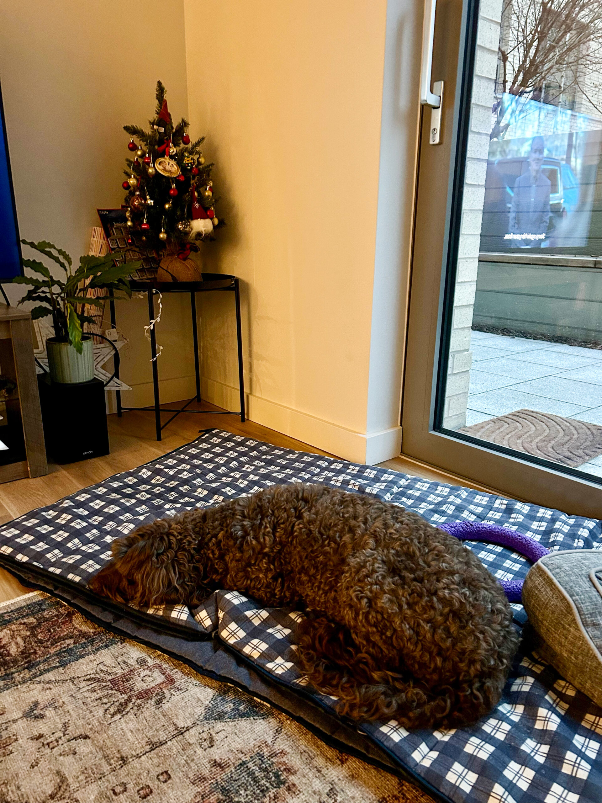IMG_2816 poodle dog sleeping on a dog bed inside of a house