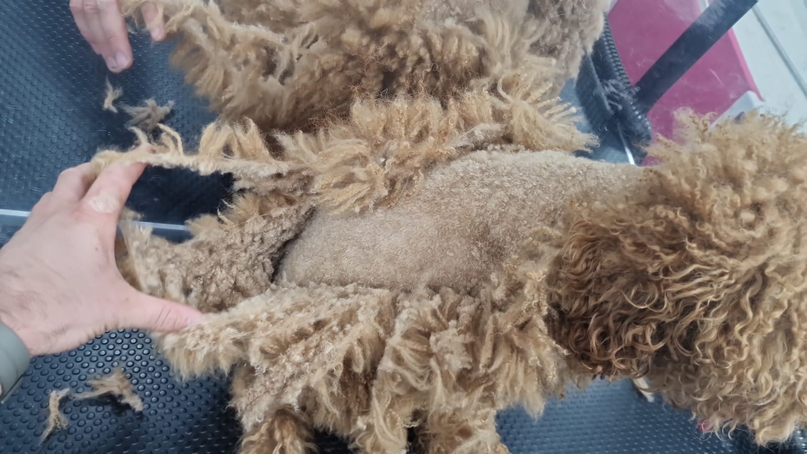 very matted dog being groomed