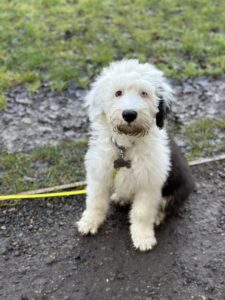 sitting dog