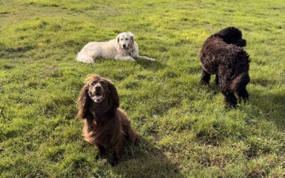 Dog Walking-When to choose group or individual structure