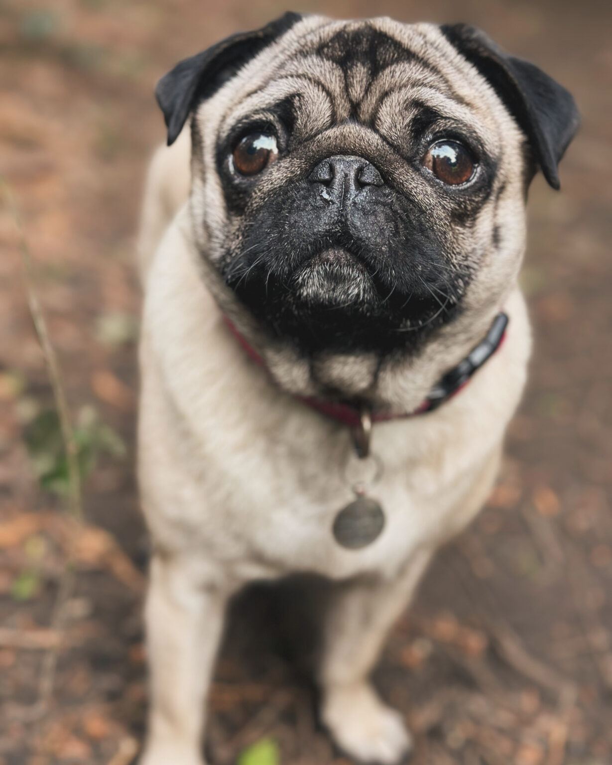 H&H Dog Training in Watford and North London. Experts in Dog Training, Dog Walking & Dog Grooming Services