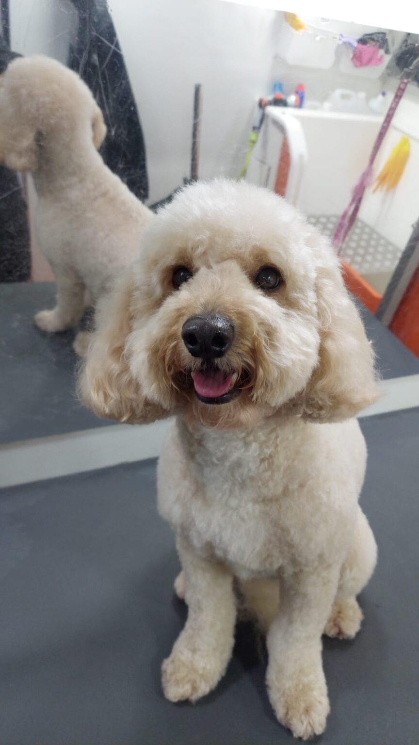 Dog van with safety cage. H&H Dog Training Services in Watford and North London. Experts in Dog Training, Dog Walking & Dog Grooming Services