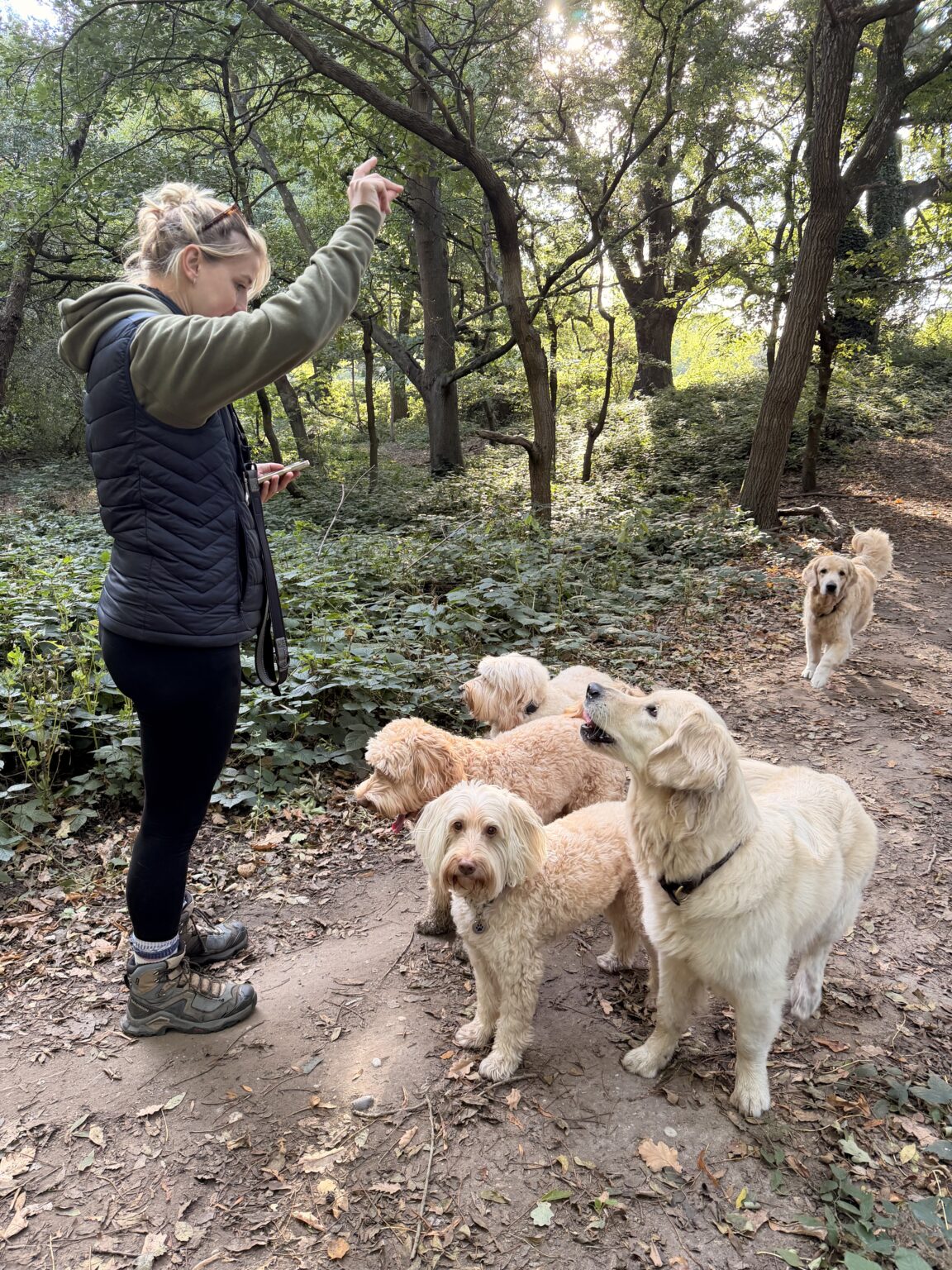Friendly dog care by H&H Dog Training Services in Watford and North London. Experts in Dog Training, Dog Walking & Dog Grooming Services