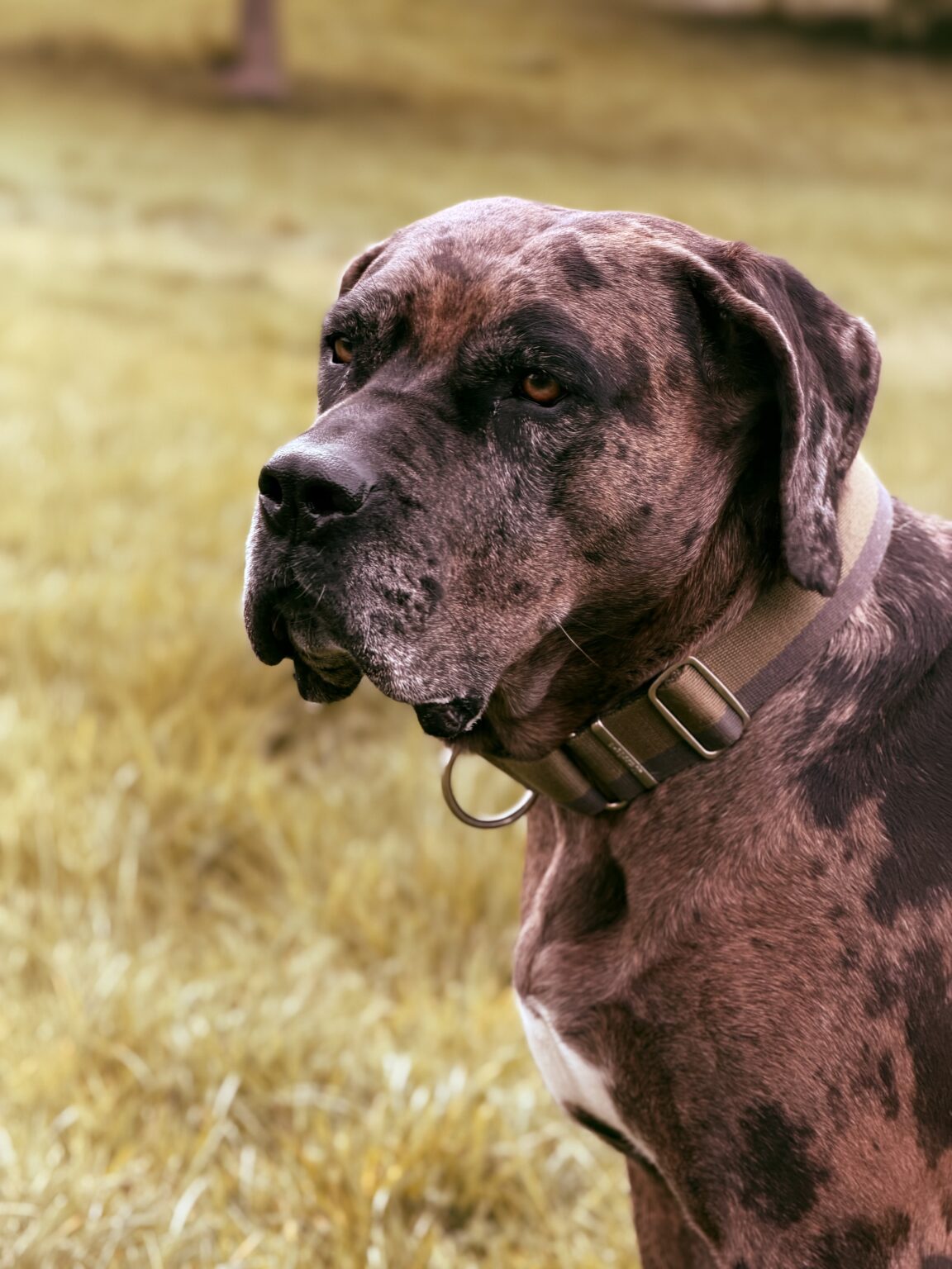 Great Dane trained by H&H Dog Training in North London