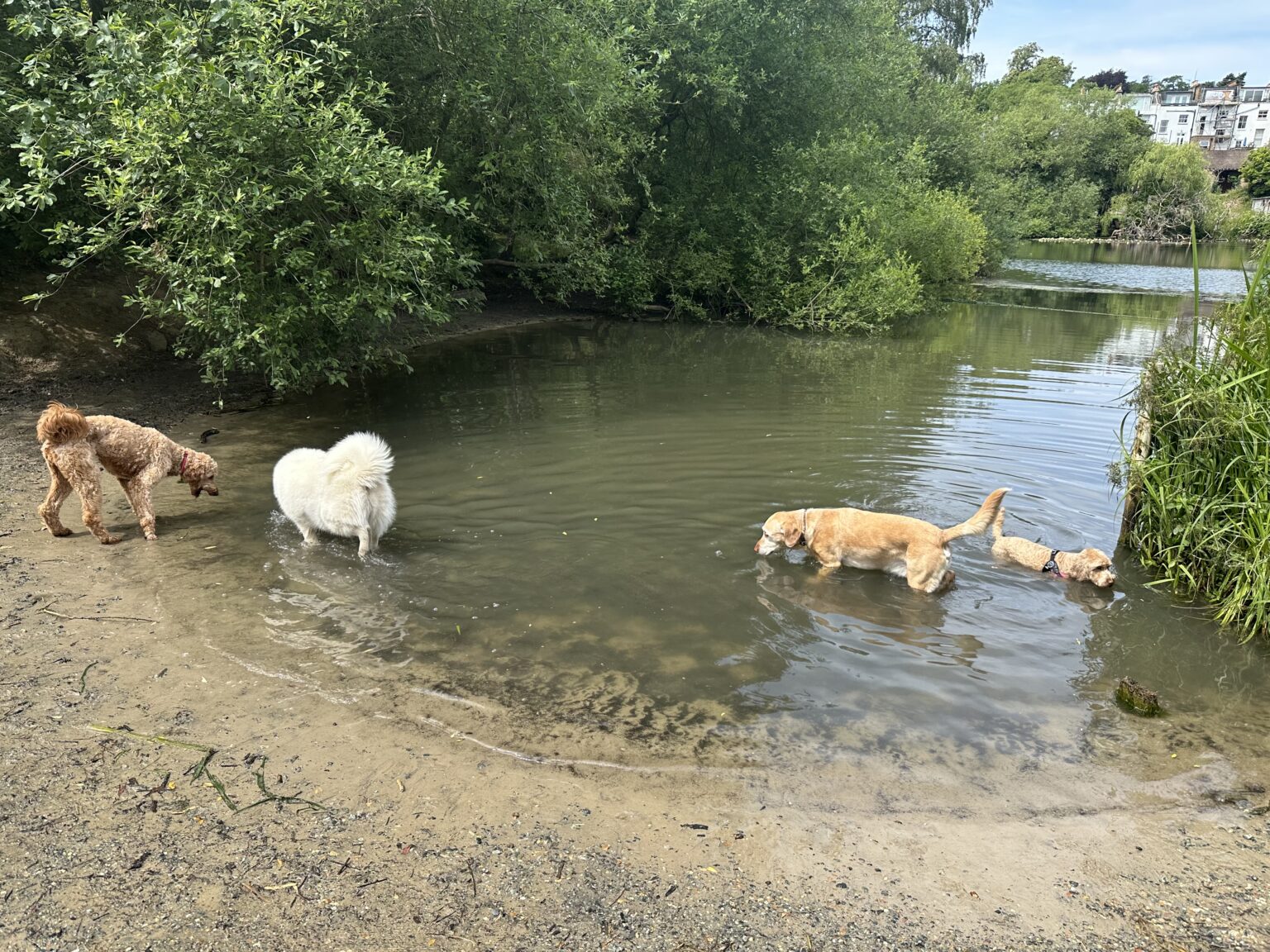 Friendly dog training by H&H Dog Training Services in Watford and North London. Experts in Dog Training, Dog Walking & Dog Grooming Services