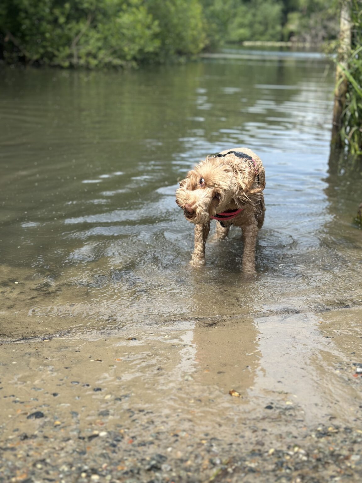 Happy dog enjoying a walk with H&H Dog in North London
